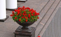 Lorem ipsum dolor sit